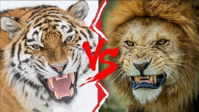 东北虎vs巴巴里狮谁才是地表最强时间成为关键因素