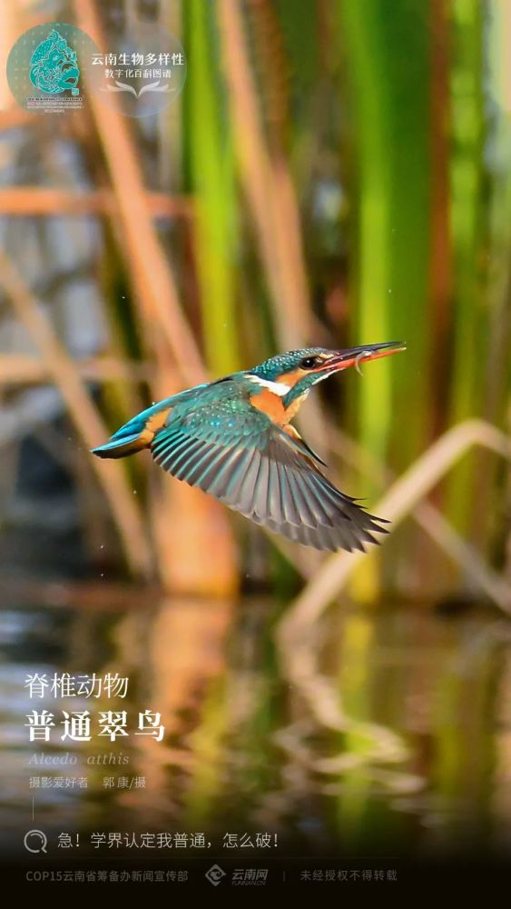 【生物多样性】脊椎动物·普通翠鸟:急!学界认定我普通,怎么破!