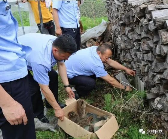 黑龙江村民发现一窝小山狸子数量有6只小豹猫怀疑大猫可能已出意外