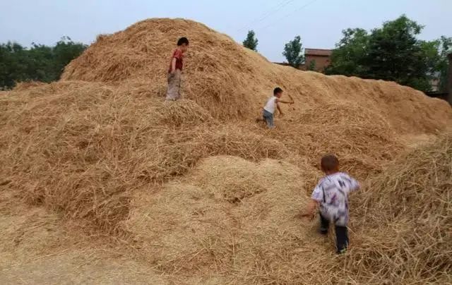 30年前割麦的童年,生活在农村的70,80后看哭了