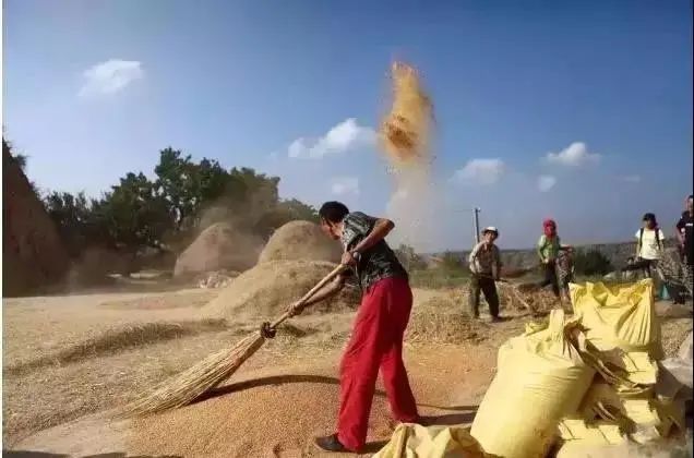 30年前割麦的童年,生活在农村的70,80后看哭了