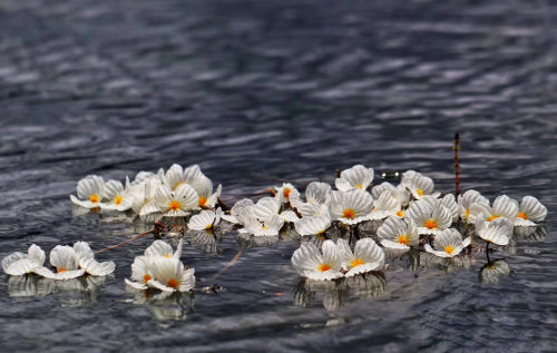 湖面飘散的海藻花.