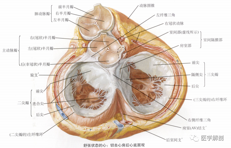 心尖由什么构成 腾讯网