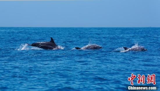 广东汕头海域首现超200头印太瓶鼻海豚