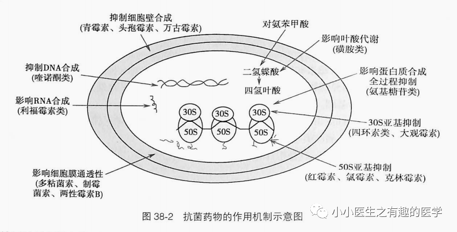 抗菌药物的作用机制示意图