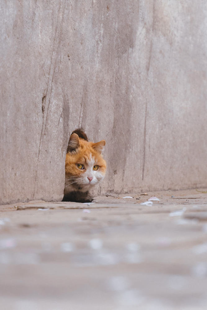 "帕帕",是故宫猫里最胆小的.