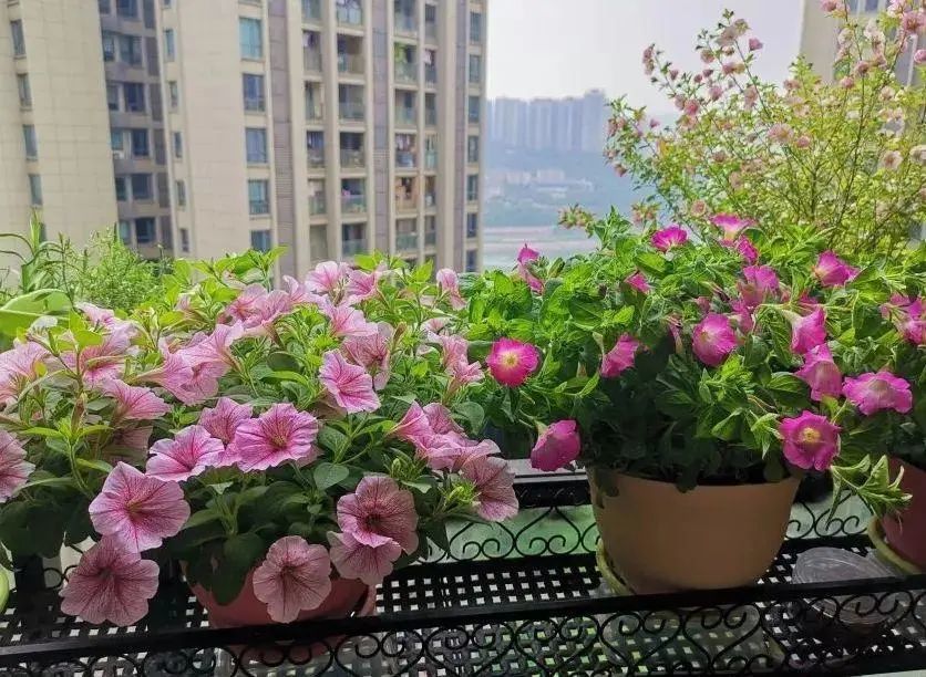 总有一款适合你:6个小面积阳台花园,上百种花草,精致又美丽