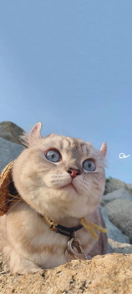 猫猫壁纸┃这些家伙才是真正的偷心贼吧?