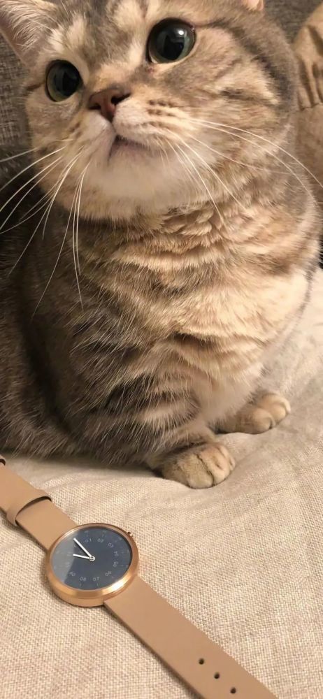 猫猫壁纸┃这些家伙才是真正的偷心贼吧?