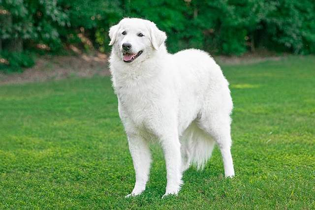 寻根问祖系列(66:库瓦兹犬(kuvasz)