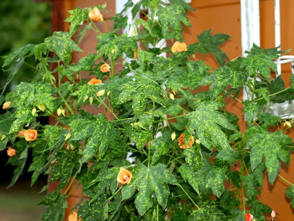 金铃花就是我们平常所说的"纹瓣悬铃花"或"风铃花,花朵像风铃.