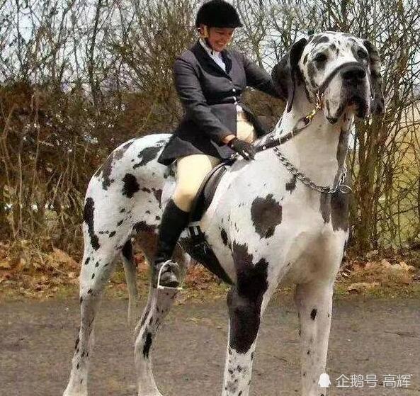 世界上最大的狗,大丹犬世界上最高的狗