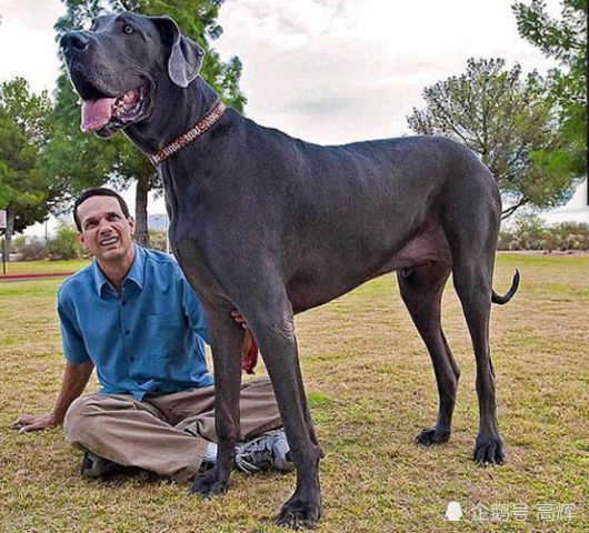 世界上最大的狗,大丹犬世界上最高的狗