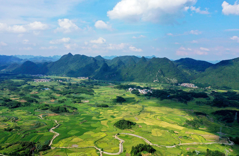 人民网融安6月15日电 夏至将至,广西柳州市融安县早稻进入重要生长期