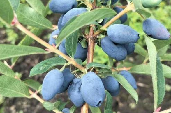 蓝靛果的生长范围主要是我国的东北山区,这种水果的颜色和蓝莓十分
