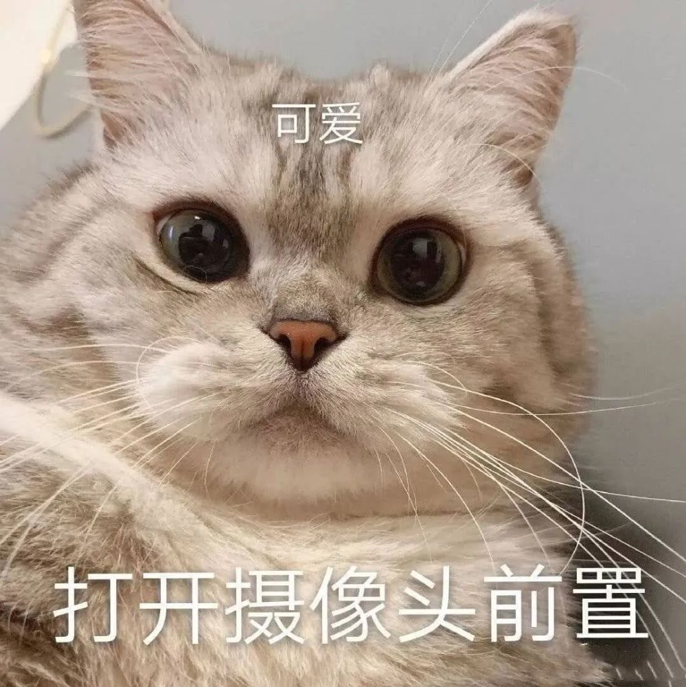 举止端庄,胖也不慌!丨第123期喵表情