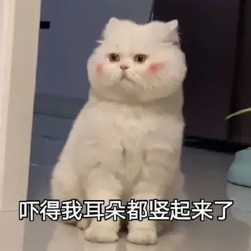 举止端庄,胖也不慌!丨第123期喵表情