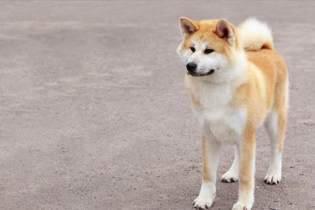 秋田犬那么可爱,为什么那么少人愿意养