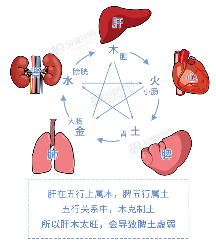 比如生活中 因生气没有胃口,吃不下饭 就是"肝木"影响"脾土"典型例子