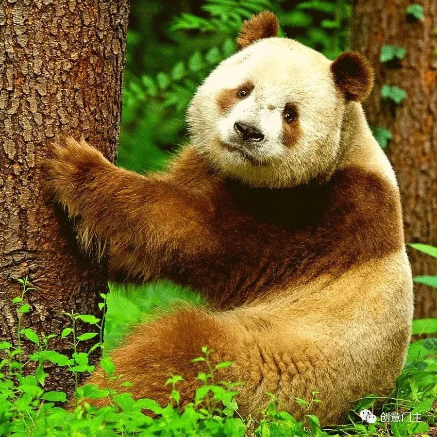 不像一般黑白分明,反而是棕色的熊猫.