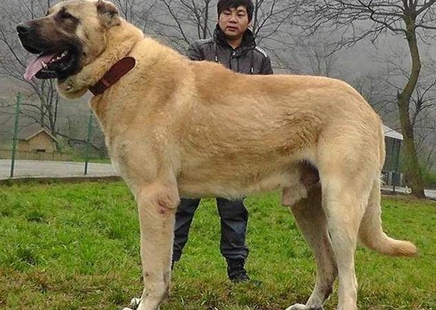 为何街上的"流浪狗"中,很少看到大型犬呢?