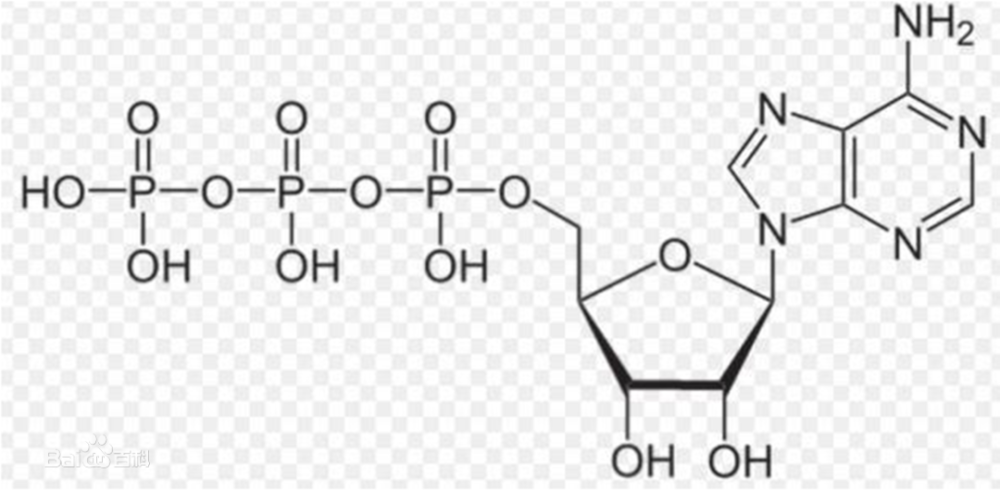 腺嘌呤核苷三磷酸(简称三磷酸腺苷)