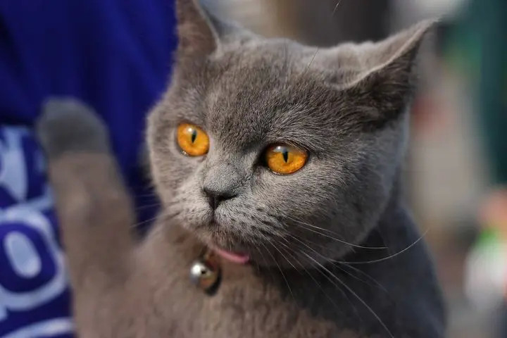 世界上体型最小的四种猫,萌到心都化了!