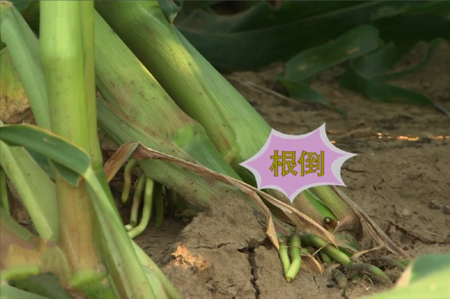 玉米倒伏危害大,做好这5点,可大大减少玉米倒伏发生的几率