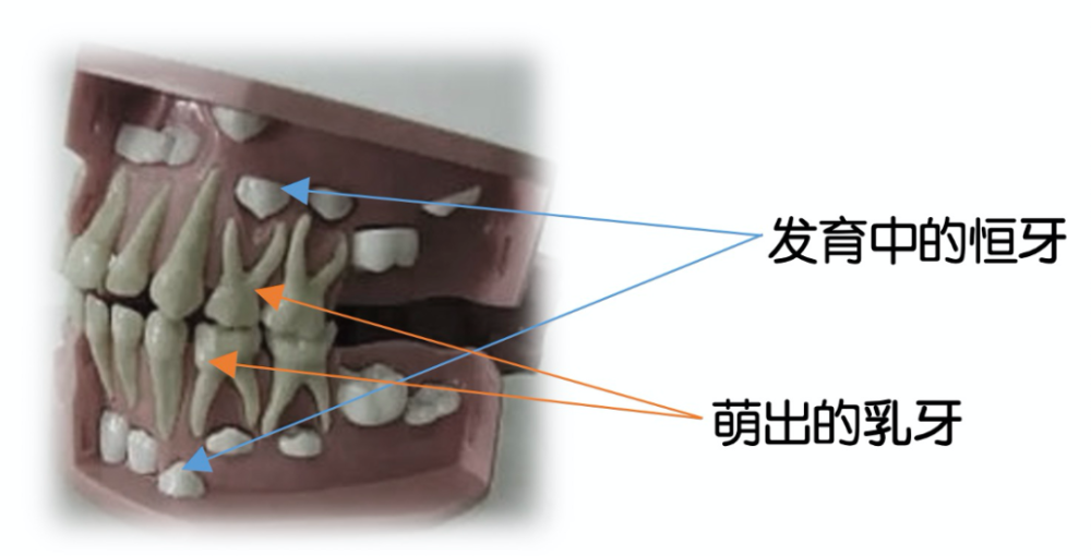 乳牙磕到了无大碍,也会影响恒牙的发育?这些情况可能会