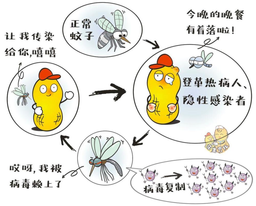 蚊子能传播新冠病毒吗?