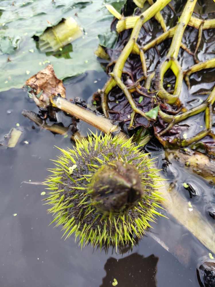 鸡头米,又叫芡实,有了解的么?