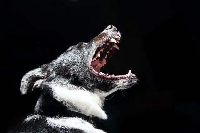 江苏恶犬疯狂袭击咬伤21人,狂犬疫苗能否被保险覆盖?