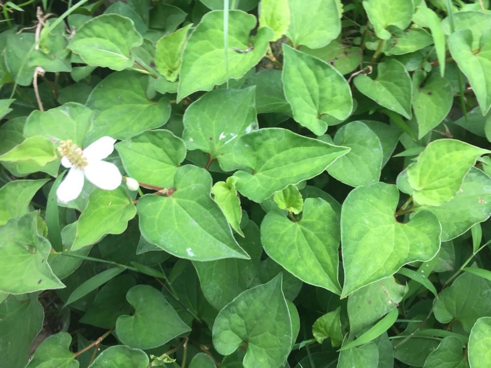 农村4种常见的野草,既是野菜,又是治病的中药材,不知道可惜了