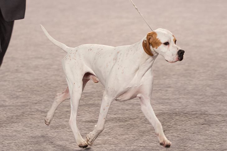 的波音达犬的嗅觉能力,繁育者加入了寻血猎犬,灵缇和英国猎狐犬的血统