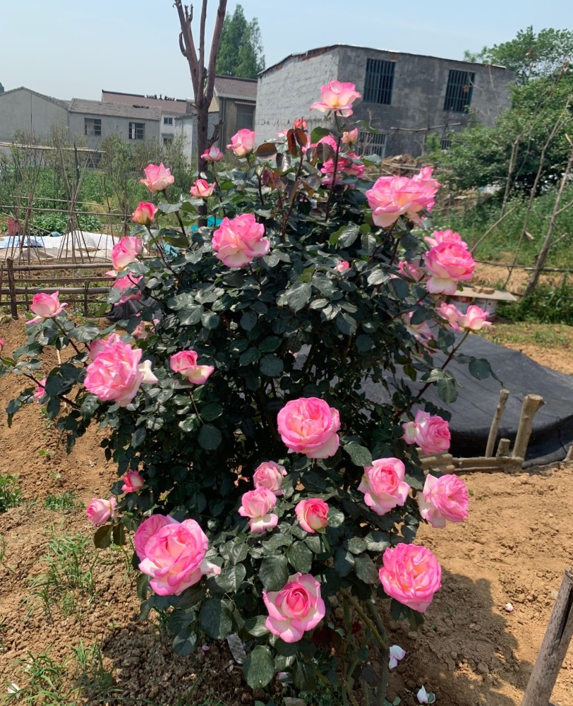 这种花名叫"摩纳哥公主"(princesse de monaco),是一款大花型灌木月季