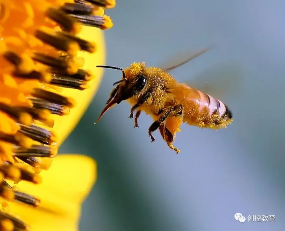 科学家发现,蜜蜂飞行违背自然规律,理论上不可能飞起来