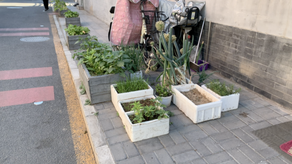 长型花池怎么搭_冬青花池周边怎么种植