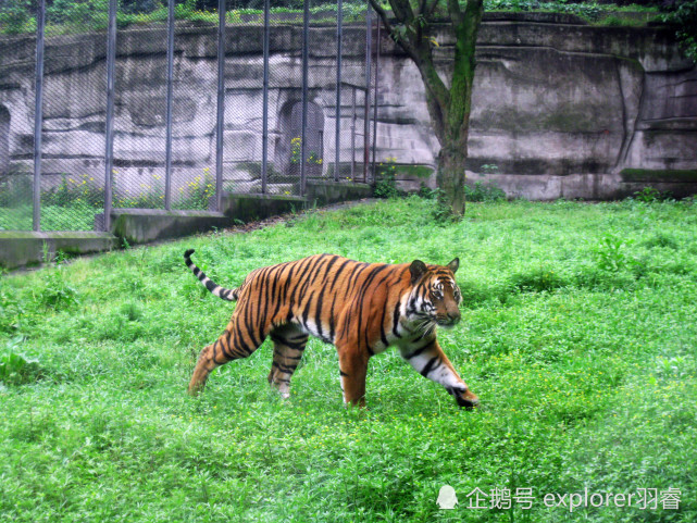 重庆动物园,被低估的旅游景点,华南虎大熊猫等珍稀动物齐登场