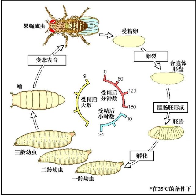 上海查获1200只果蝇,国外为何老往中国邮寄?什么是