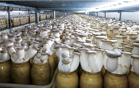 中国食用菌工厂化该如何发展?