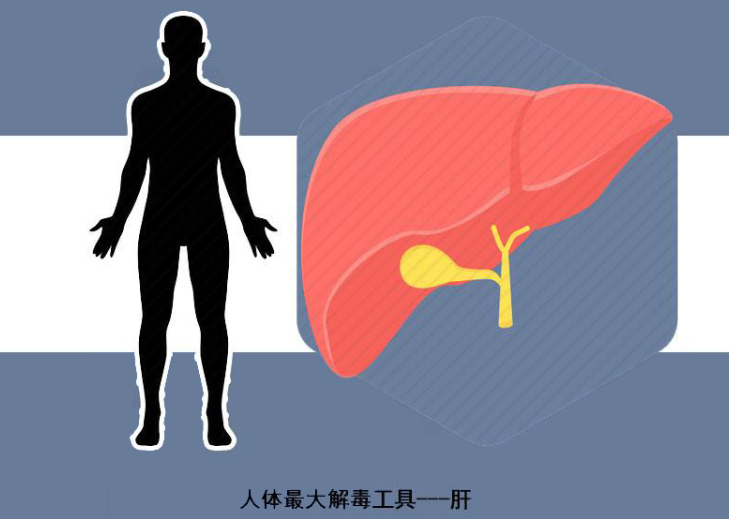 肾脏属于代谢器官,而肝脏也是解毒代谢的一环!