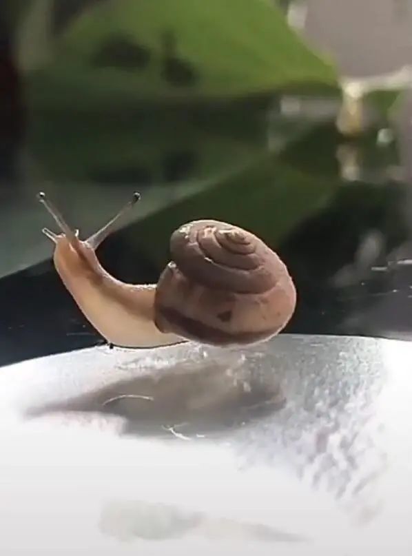 一只蜗牛自主旋转后壳,180度旋转成功,让人看得一愣