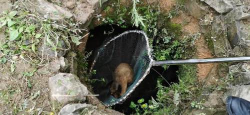 警民合力营救被困野生獾猪 助其重返山林