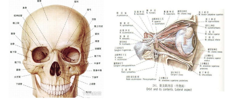 眼眶的形态 为四边锥体形骨性深腔,开口向前,向外,尖向 ,,向内.