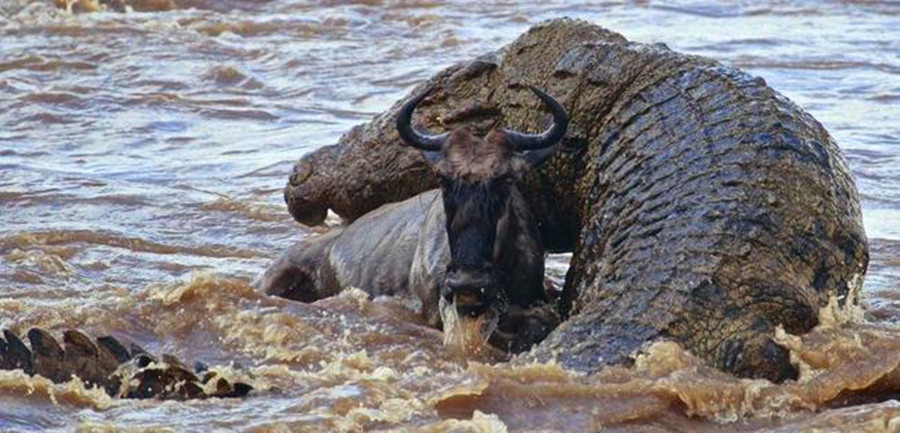 非洲食人巨鳄"古斯塔夫",10年猎杀300人,如今下落不明
