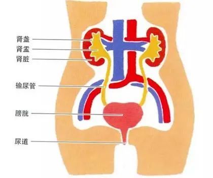 决定了泌尿系统更易感染|泌尿系统|尿路感染|排尿|尿道|膀胱