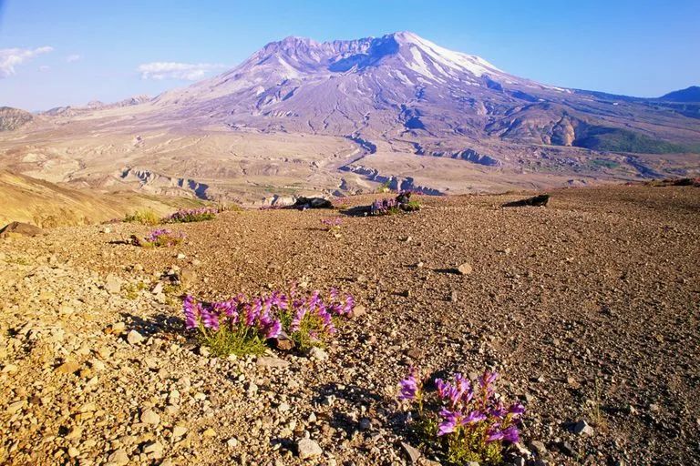 1980年圣海伦火山爆发后焦土中盛开的钓钟柳