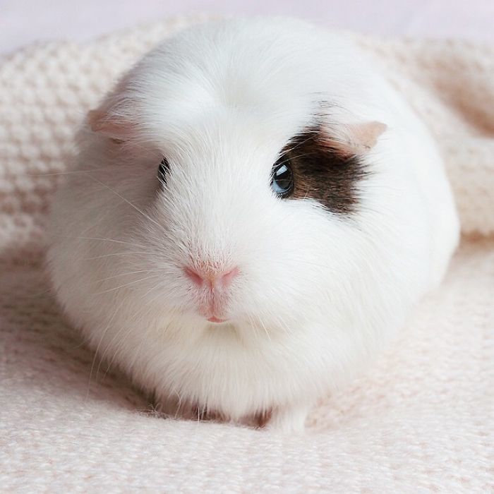 图为圆形的豚鼠,是不是超级的呆萌可爱呀,假如动物都变圆了,这个社会