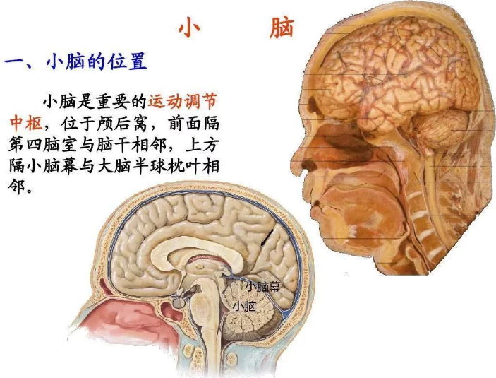 小脑萎缩共济失调要治疗该怎么治?