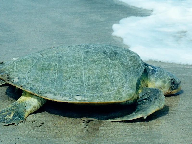 海龟科的平背龟 海龟的生存现状 海龟是非常特别的海洋生物,几乎一生